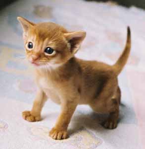 アビシニアンを輸入する