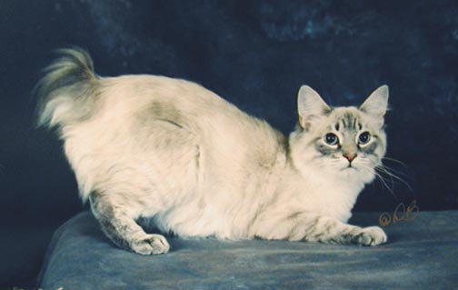 海外のアメリカンボブテイル