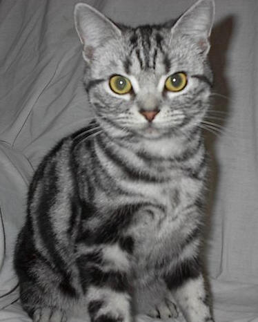 かわいい　アメリカンショートヘア