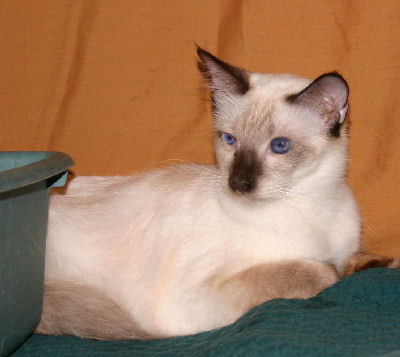 海外のバリニーズ