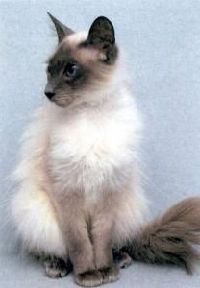 かわいい　バリニーズ