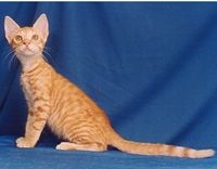 かわいい　ブリティッシュショートヘア