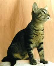 ブリティッシュショートヘアを輸入する