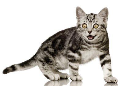 ブリティッシュショートヘアを輸入する