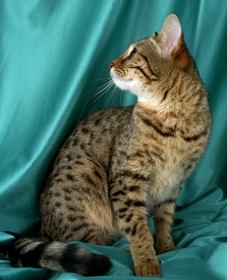 海外のカリフォルニアスパングルド