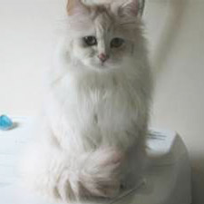 海外のシャンティリー