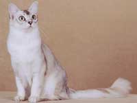 かわいい　シャンティリー