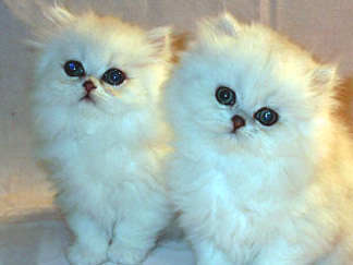 シャンティリーを輸入する