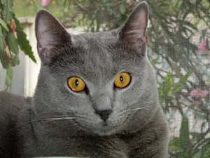 かわいい　シャルトリュー