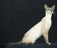 海外のカラーポイントショートヘア