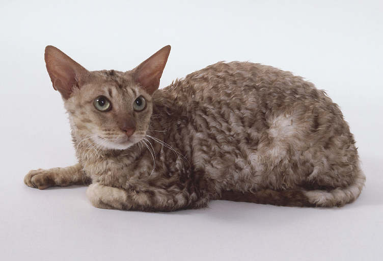 コーニッシュレックスを輸入する