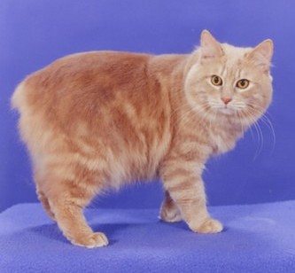 海外のキムリック