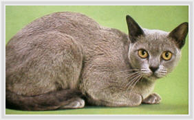 かわいい　ヨーロピアンバーミーズ