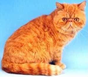 海外のエキゾチック