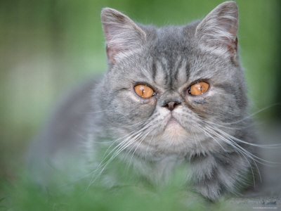 エキゾチックを輸入する