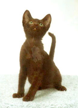 ハバナブラウンを輸入する