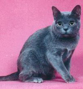 コラットを輸入する