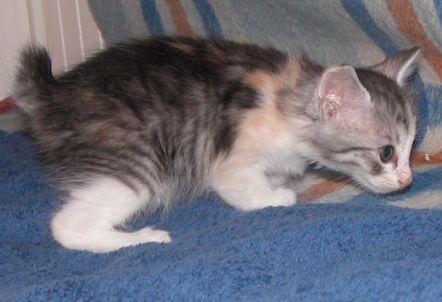 海外のクリル・アイランド・ボブテイル