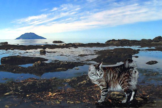 クリル・アイランド・ボブテイルを輸入する