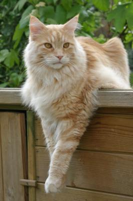 かわいい　メインクーン