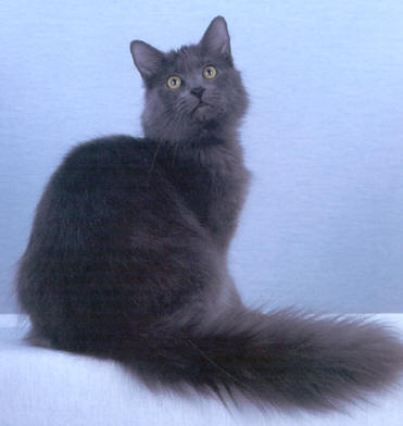 海外のネーベロング