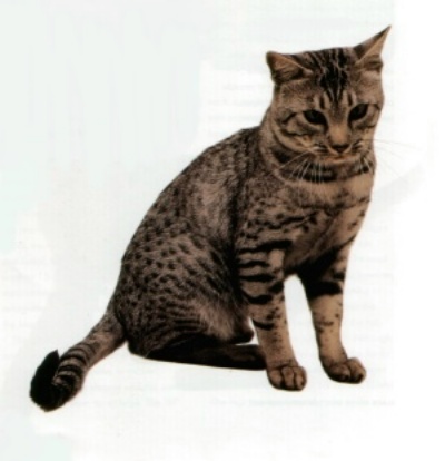 かわいい　オシキャット