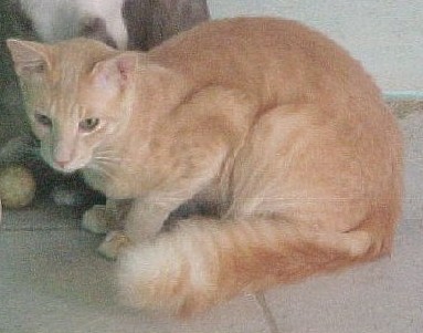 海外のオリエンタルロングヘア