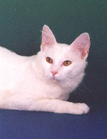 オリエンタルロングヘアを輸入する