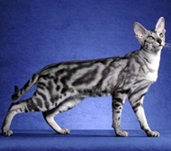 海外のオリエンタルショートヘア