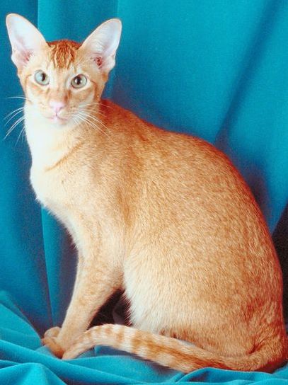 かわいい　オリエンタルショートヘア