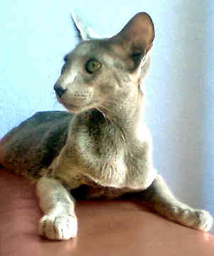 オリエンタルショートヘアを輸入する