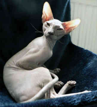 ピーターボールドを輸入する