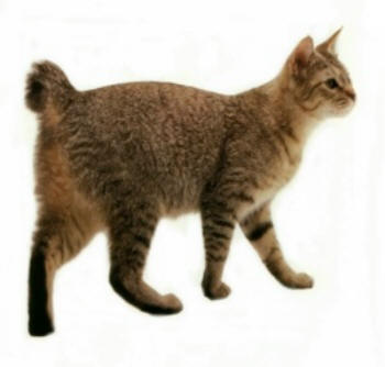 かわいい　ピクシーボブ