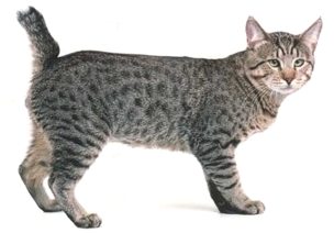 ピクシーボブを輸入する