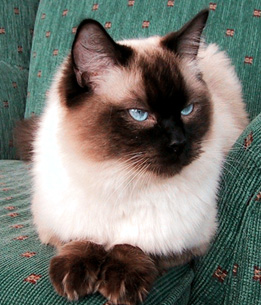 海外のラグドール