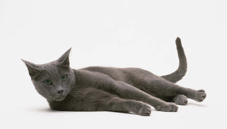 かわいい　ロシアン・ショートヘア