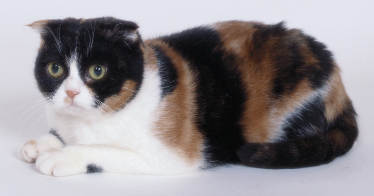 海外のスコティッシュフォールド