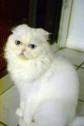 スコティッシュフォールドを輸入する