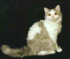 海外のセルカークレックス