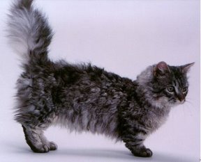 かわいい　スクーカム