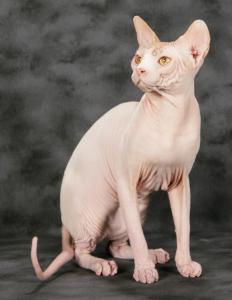 スフィンクスを輸入する