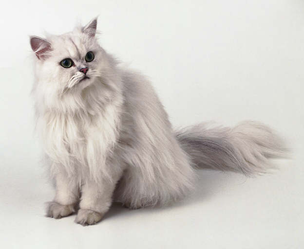 スターリングを輸入する