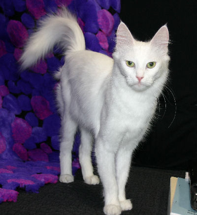 海外のターキッシュアンゴラ