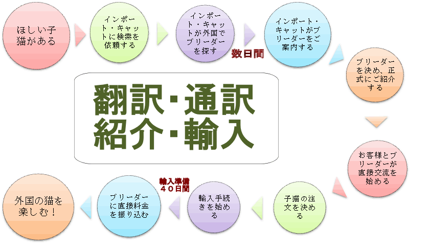 子猫を輸入する手順